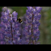 Видеограф Сергей Миронов, Беларусь - фото 2