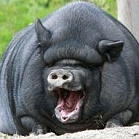 Стёпа Ясюковски